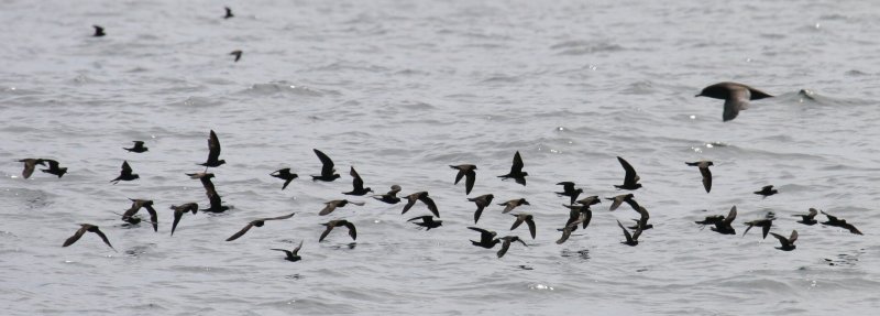 Monterey Bay Storm-petrel flock