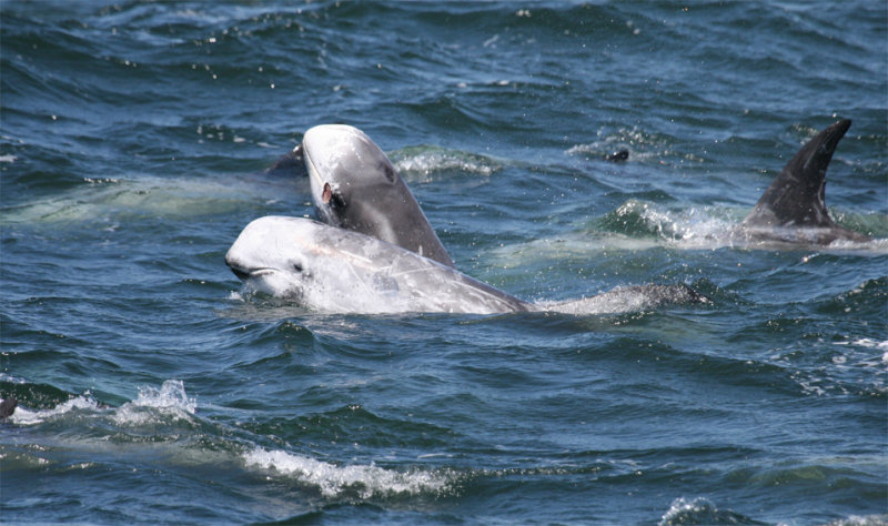 Risso's Dolphins