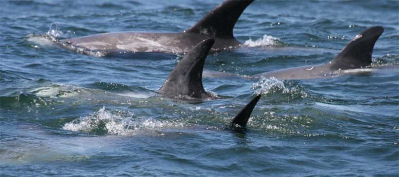 Risso's Dolphins' dorsal fins