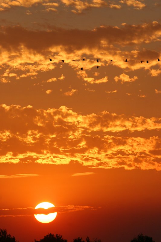 Sandhill Cranes at Sunset