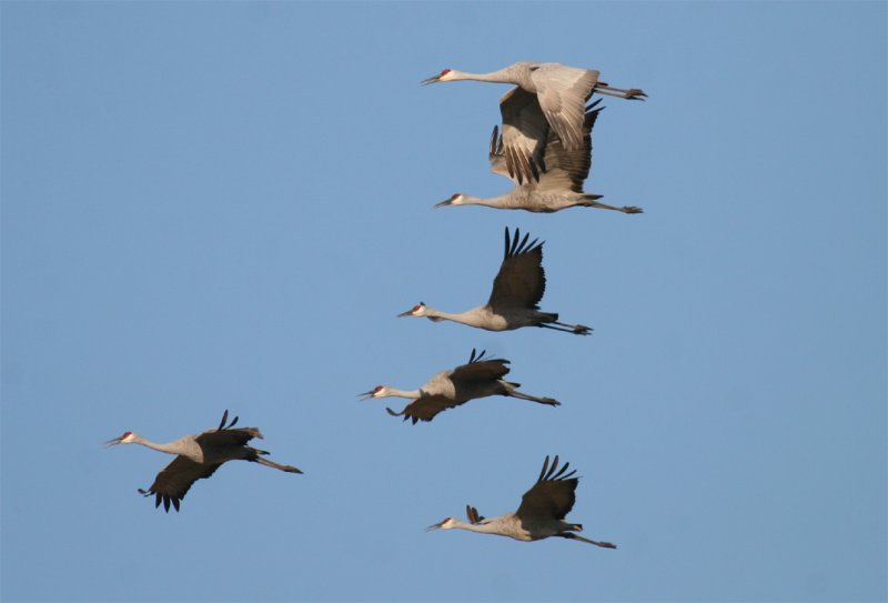 Sandhill Cranes, calling in flight