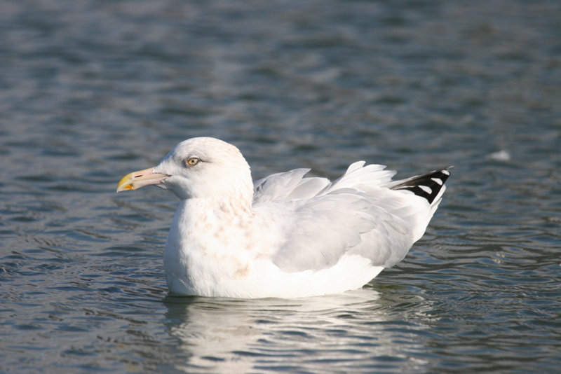 Adult Herring Gull