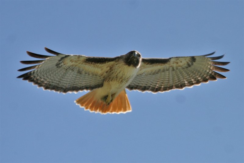 Red-tailed Hawk