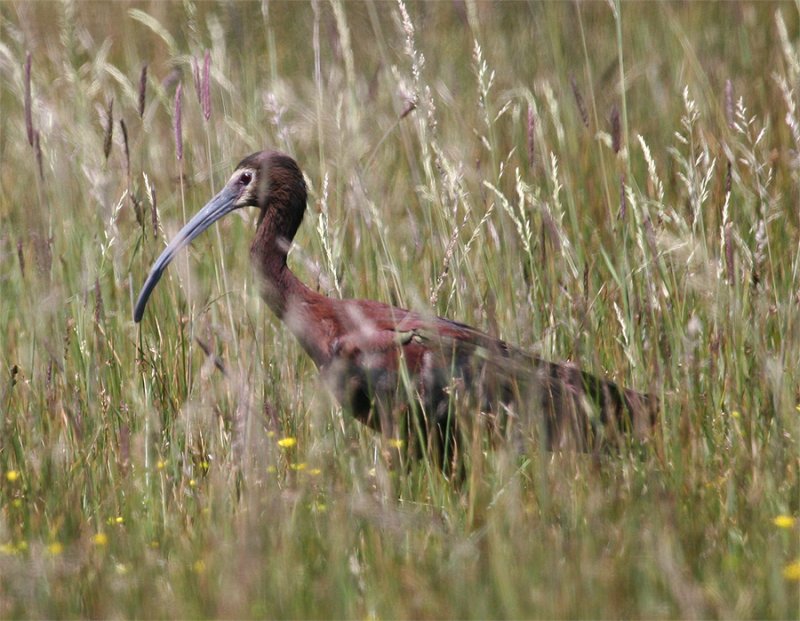 White-faced Ibis