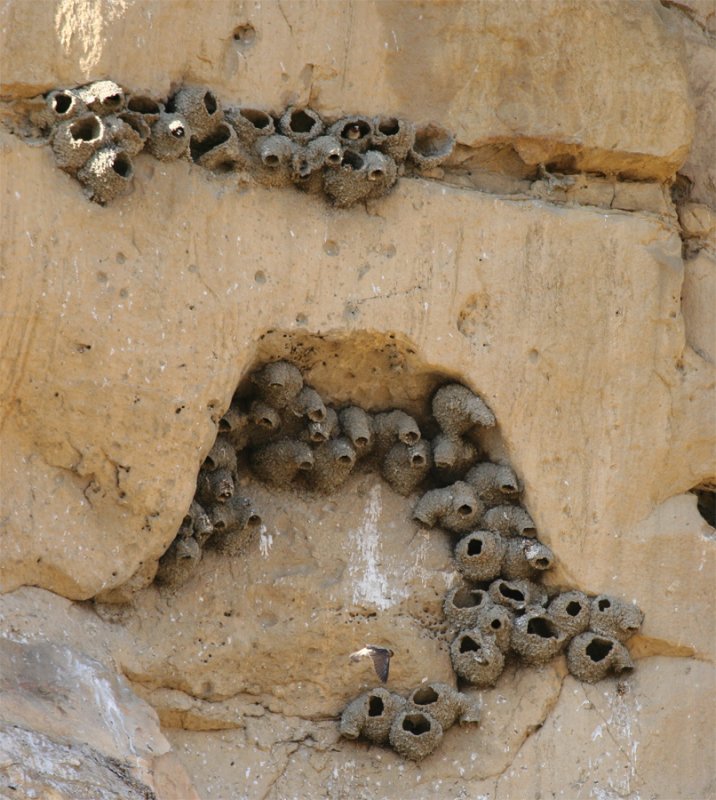 Cliff-Swallow Nests