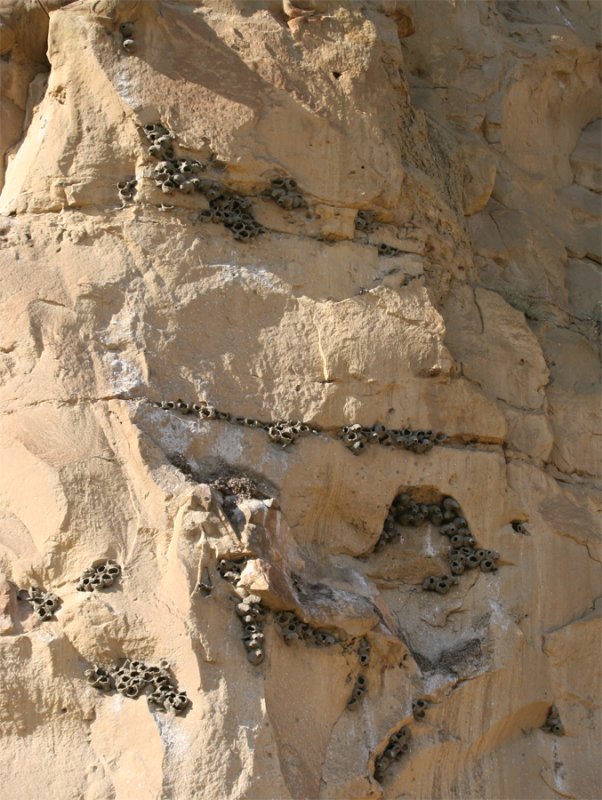 Cliff Swallow nest-site