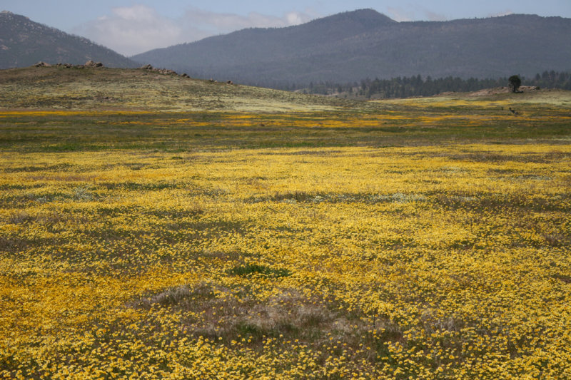 Wildflowers