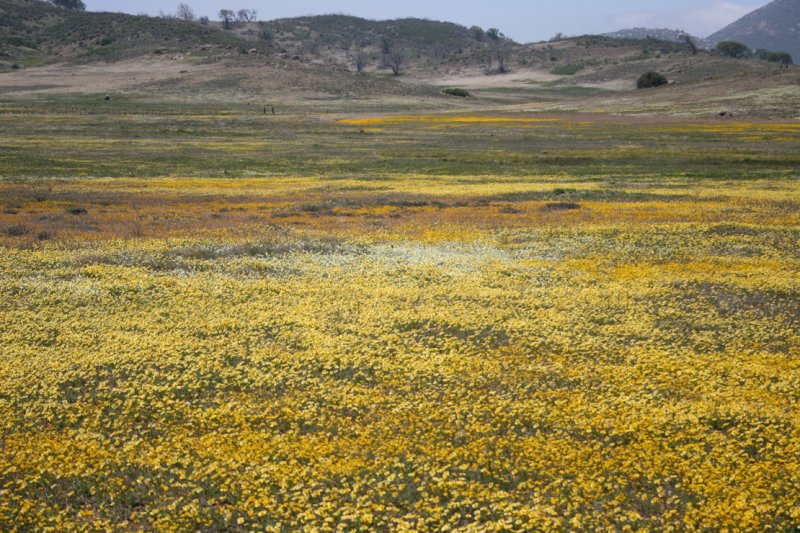 Wildflowers