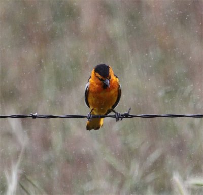 Bullocks Oriole in the rain