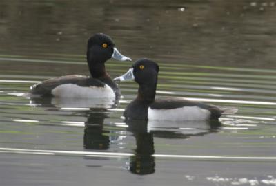 g3/34/605434/3/54134712.RNDucksCBC.jpg