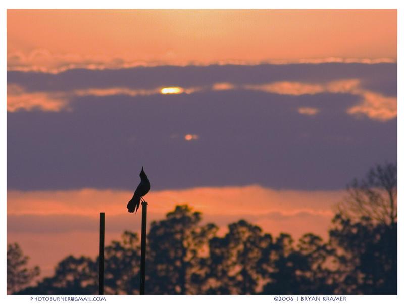 Grackle on pole