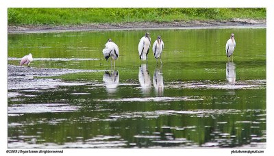 Four storks and a spoonbill