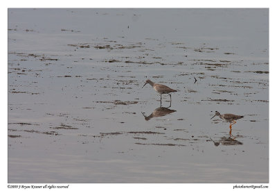 willet-western type and mystery bird