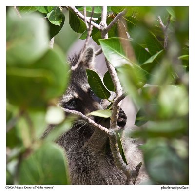 Raccoon in a tree
