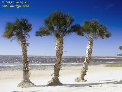 Three palms-shired island wind blasted.jpg