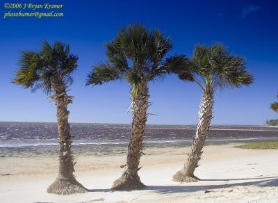Three palms-shired island.jpg