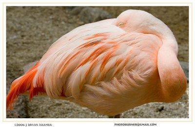 Delicate Flamingo