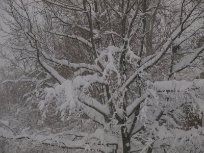 Snow-Feb-2010-012.jpg