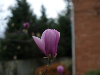 april_flowers_2008