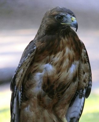 Red Tail Hawk