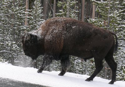 Yellowstone Country 2008: From A to Z