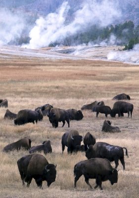Bison Herd in Upper Geyser Basin
