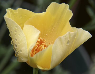 Yellow California Poppy