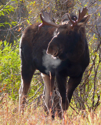 Bull Moose Steam