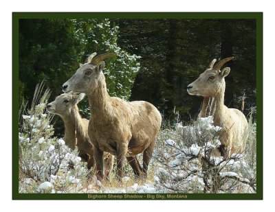 2010  Landscape Calendar - Yellowstone Country - January