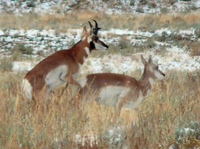 In flagrante - Pronghorns