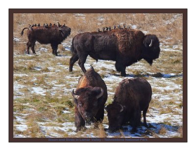 2010 Landscape Calendar - Yellowstone Country - March