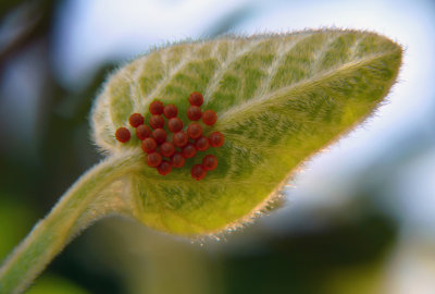 Butterfly Eggs