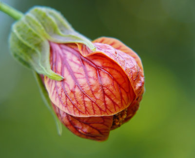 Red Vein Indian Mallow