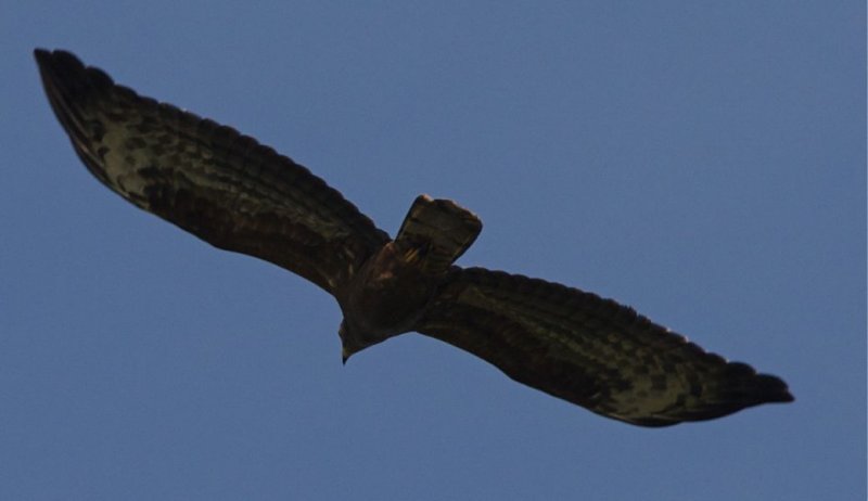 Bivrk (Honey Buzzard)