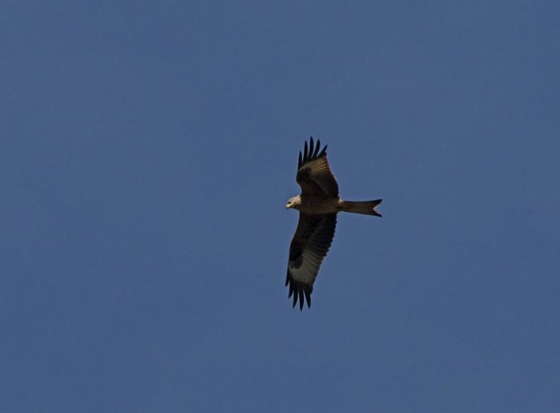 Rd glada (Red Kite)