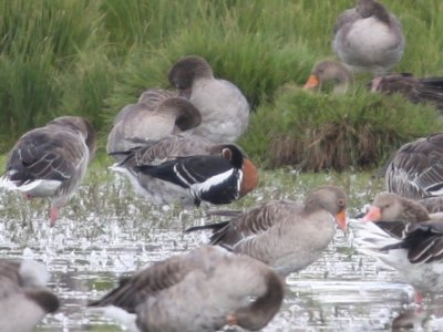 Rdhalsad Gs (Red-breasted goose)