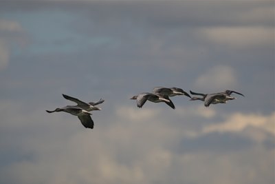 Grgss (Greylag Goose)