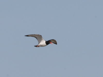 Strandskata (Oyster Catcher)