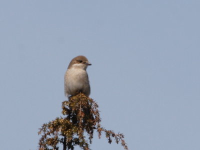 Trnskata (Red-backed Shrike) Female