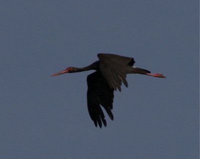 Svart stork (Black Stork)