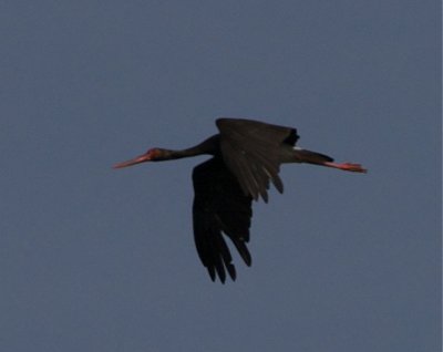 Birds in Sweden