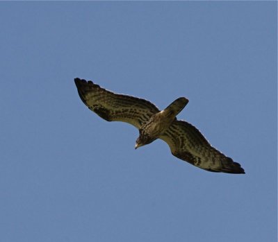 Bivrk (Honey Buzzard)