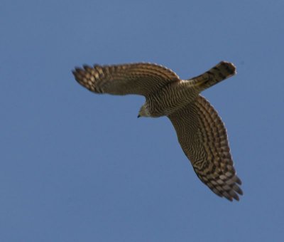 Sparvhk (Sparrowhawk)