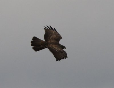 Ormvrk (Common Buzzard)