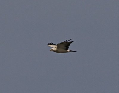 Ormvrk (Common Buzzard) (Brringevrk)