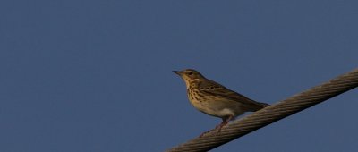 ngspiplrka (Meadow Pipit)