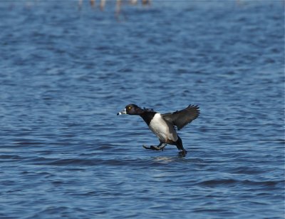 Ringand (Ring-necked Duck)