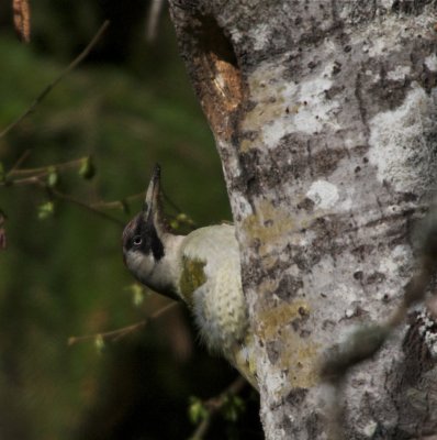 Grngling (Green Woodpecker)