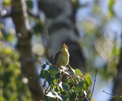 Polyglottsngare (Melodious Warbler)