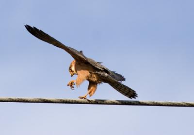 Aftonfalk (Red-footed Falcon)